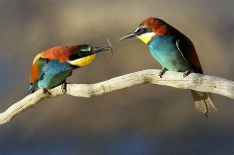Magix bird courtship of rivals